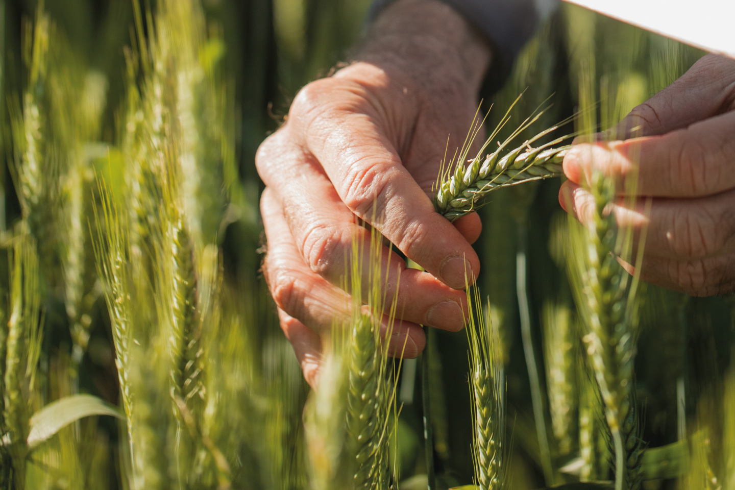 Imatge interior 1 La Tecnologia Conreus a la Carta Gustavo Slafer